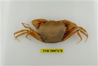 藏品(休氏聲蟹)的圖片